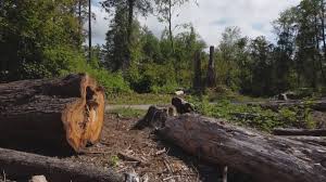 Professional Tree Services in Wrangell, AK