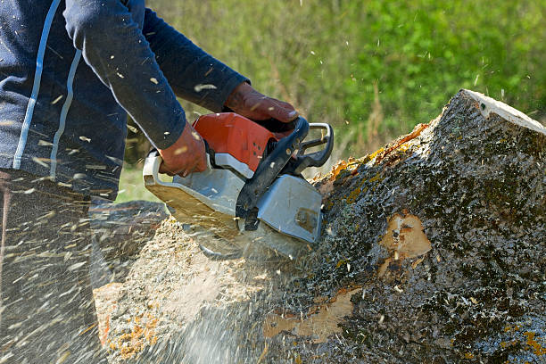 Leaf Removal in Wrangell, AK